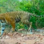 జనసేన నాయకులు పేట బ్రదర్స్ ఆధ్వర్యంలో మట్టి వినాయకుల పంపిణీ