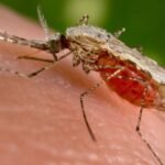 జైలు నుంచి విడుదలైన అఘోరీ