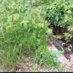 నేటి పంచాంగం