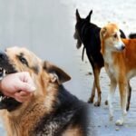 పాలెం గ్రామంలో చాకలి ఐలమ్మ 130 జయంతి