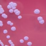 డిజిటల్ అరెస్ట్ అనేది సైబర్ మోసం : జిల్లా ఎస్పీ అశోక్ కుమార్ ఐపీఎస్