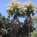 పి.గన్నవరం నియోజకవర్గ నాయకులకు కార్యకర్తలకు వైఎస్ఆర్ కుటుంబ సభ్యులకు ఆహ్వానం