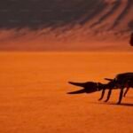 క్యాన్సర్ వ్యాది బాదితుని జన సైనికుల ఆర్దిక సాయం