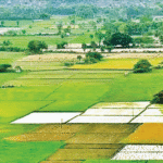 పట్టా భూమికే రక్షణలేకుంటే… రైతు న్యాయం ఎవరూ కాపాడతారు? – లవని వివాదం గ్రామీణ భూహక్కుల అసలైన చిత్రాన్ని బయటపెడుతోంది.