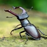 మధ్యప్రదేశ్, రాజస్థాన్లో పిల్లల మృతి అనంతరం కోల్డ్ రిఫ్ దగ్గు సిరప్ను నిషేధించిన కేరళ