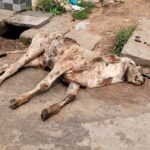 ఆక్వా రైతుల మీటింగ్ లో నరేంద్ర మోడీ గారితో మాట్లాడిన గద్దె క్రాంతి కుమార్ గారు…