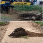 కేంద్రంలో కలెక్టర్ ఆదేశాల మేరకు మొక్కలు నాటే కార్యక్రమం