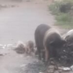 ఇటీవల దొంగతనాలు రోజురోజుకి పెరిగిపోతున్న కారణంగా,