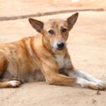 మధ్యప్రదేశ్‌లో టమోటా వైరస్ కలకలం