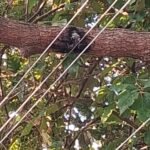 శ్రీ మరిడమ్మ అమ్మవారి ఆలయంలో కార్తీక సోమవారం సందర్భంగా అఖండ మహా దీపారాధన