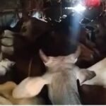 పుష్ప సినిమా స్టైల్లో గోవుల స్మగ్లింగ్..