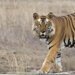 అంగన్వాడీలకు 5జి స్మార్ట్ ఫోన్లు పంపిణీ