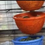 ఎమ్మెల్యే కాకర్ల సురేష్ ఆధ్వర్యంలో ఘనంగా మంత్రి లోకేష్ గారి జన్మదిన వేడుకలు