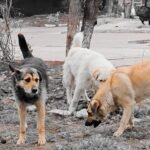 సంక్రాంతి సరికొత్త క్రాంతి మూడు రోజుల ముచ్చటైన ఉత్సవం