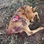 నెల్లూరు లోని జనసేన పార్టీ కార్యాలయంలో రాష్ట్ర లీగల్ సెల్ కార్యదర్శి తీగల చంద్ర శేఖర్ ను మర్యాద పూర్వకoగా కలిసిన మర్రిపాడు చిన్న జనసేన