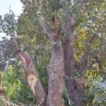 ప్రమాదాల నివారణకు కీలక అడుగు: మనుబోలు హైవేలో లైటింగ్ ఏర్పాటు”