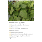 కేంద్ర మంత్రి బండి సంజయ్‌ను కలిసిన ఖమ్మం బీజేపీ టూ టౌన్ అధ్యక్షుడు వెంకటనారాయణ యాదవ్