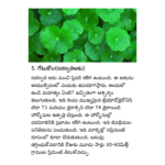 పనస పండు గింజలు – వృథా చేయకండి, ఆరోగ్యాన్ని పొందండి