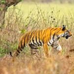 మనుబోలులో పారిశుధ్య, అభివృద్ధి పనులకు ప్రాధాన్యం: గ్రామసభలో సమస్యల స్వీకరణ