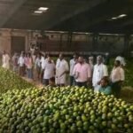 *తగ్గుముఖం పట్టిన చీనీ ధరలు*