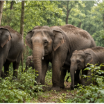 പരിസ്ഥിതി സംരക്ഷണത്തിനായി ഹരിത ഊർജ്ജത്തിൽ ശ്രദ്ധ കേന്ദ്രീകരിക്കുക.
