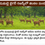టీడీపీ రాజ్యసభ అభ్యర్థుల ప్రకటన