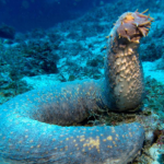 Scientists’ interesting research on sea cucumber tissue