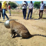 Leopard attack in Rajasthan – three injured
