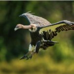 Radio-tagged endangered vulture dies of electrocution