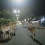 స్వతంత్ర భారత అవని