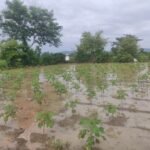 పున్నమి ప్రతినిధి : శ్రీ ఆర్యవైశ్య సంఘం బాచుపల్లి ఆధ్వర్యంలో ఘనంగా అన్నవితరణ కార్యక్రమం
