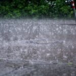 It’s Raining Cat’s and Dog’s