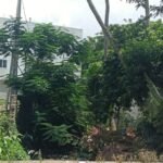 శ్రీవారి బ్రహ్మోత్సవాల దర్భ చాప, తాడు ఊరేగింపు