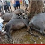 షార్ట్ సర్క్యూట్‌తో మూడు గిరిజన గుడిసెలు దగ్ధం