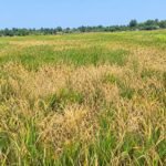 ఆత్మకూరు: పోలింగ్ కేంద్రాల ముసాయిదా జాబితా విడుదల