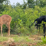 భారీ వర్షాలతో సింగరేణి బొగ్గు ఉత్పత్తికి బ్రేక్ కొత్తగూడెం రీజియన్‌లో 22 వేల టన్నుల ఉత్పత్తికి అంతరాయం