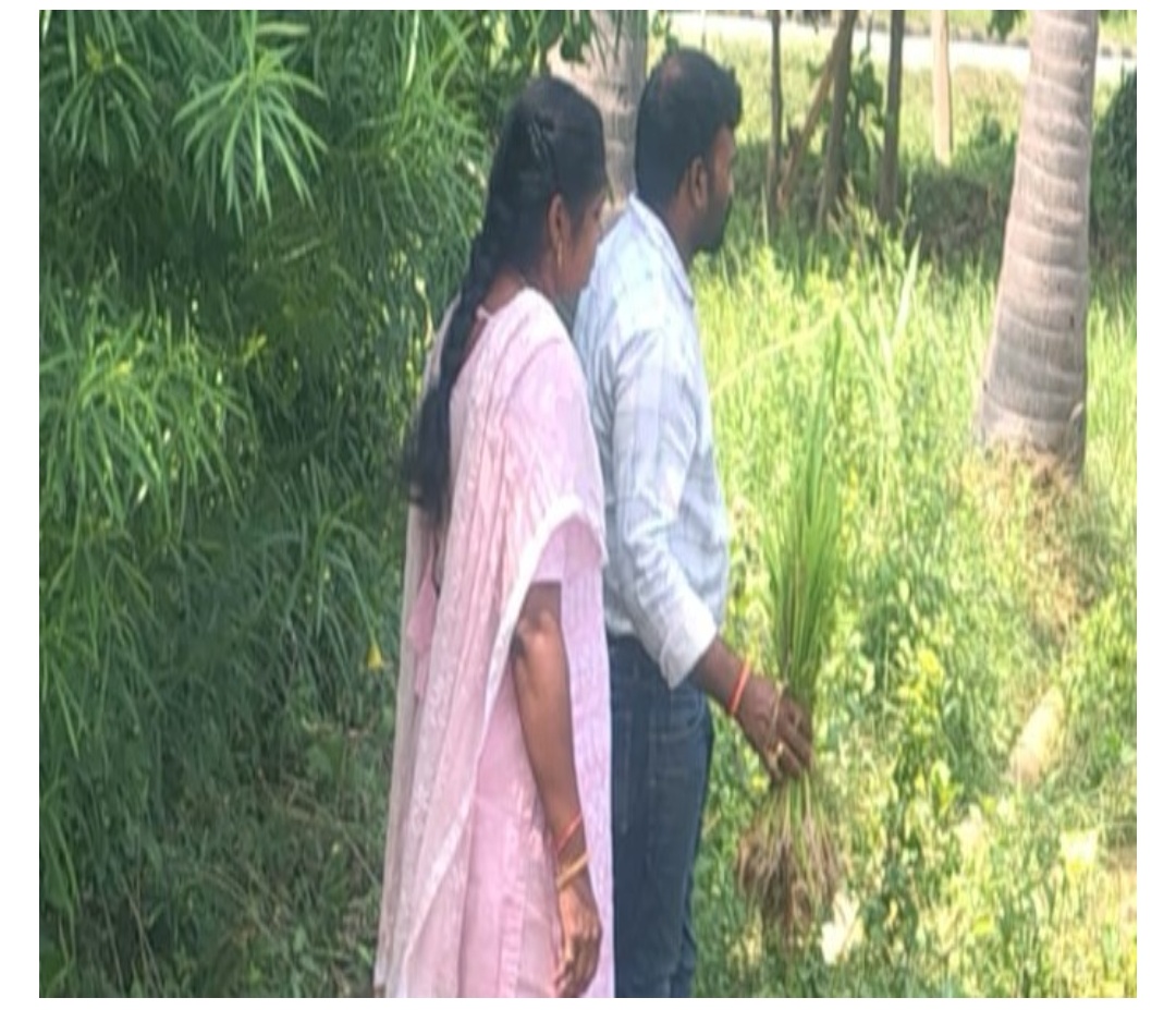 ముదిరిన నారుతో నాట్లు.. రైతులకు అధికారుల సూచనలు