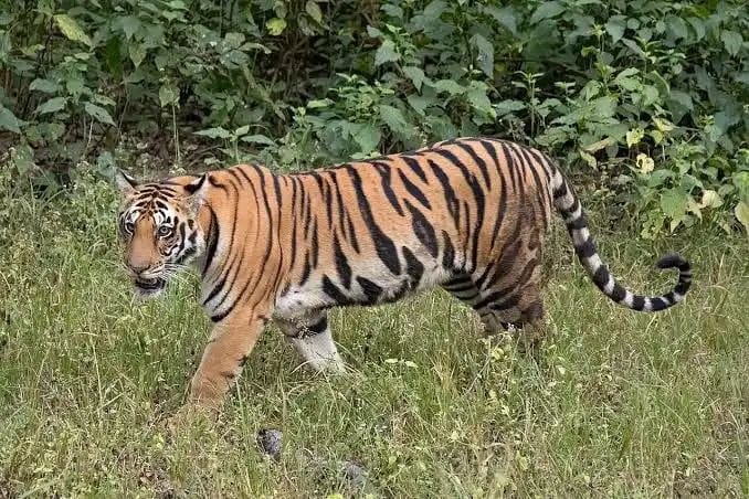 తాళ్లపూడి మండలంలో పులి సంచారం