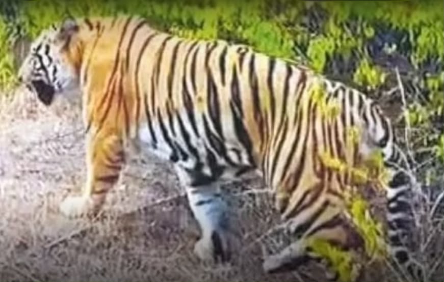 పెద్దపులి జిల్లాను మార్చింది