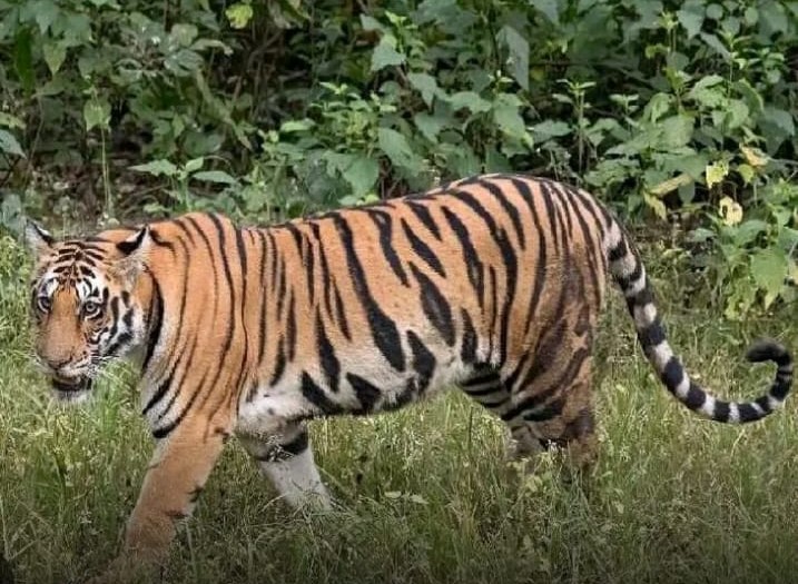 తూ.గో: పొలాల్లో పెద్దపులి.. ALERT