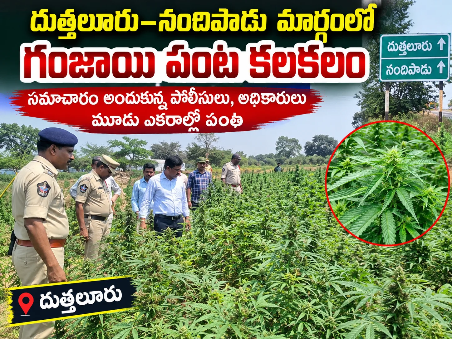 దుత్తలూరు–నందిపాడు మార్గంలో గంజాయి పంట కలకలం